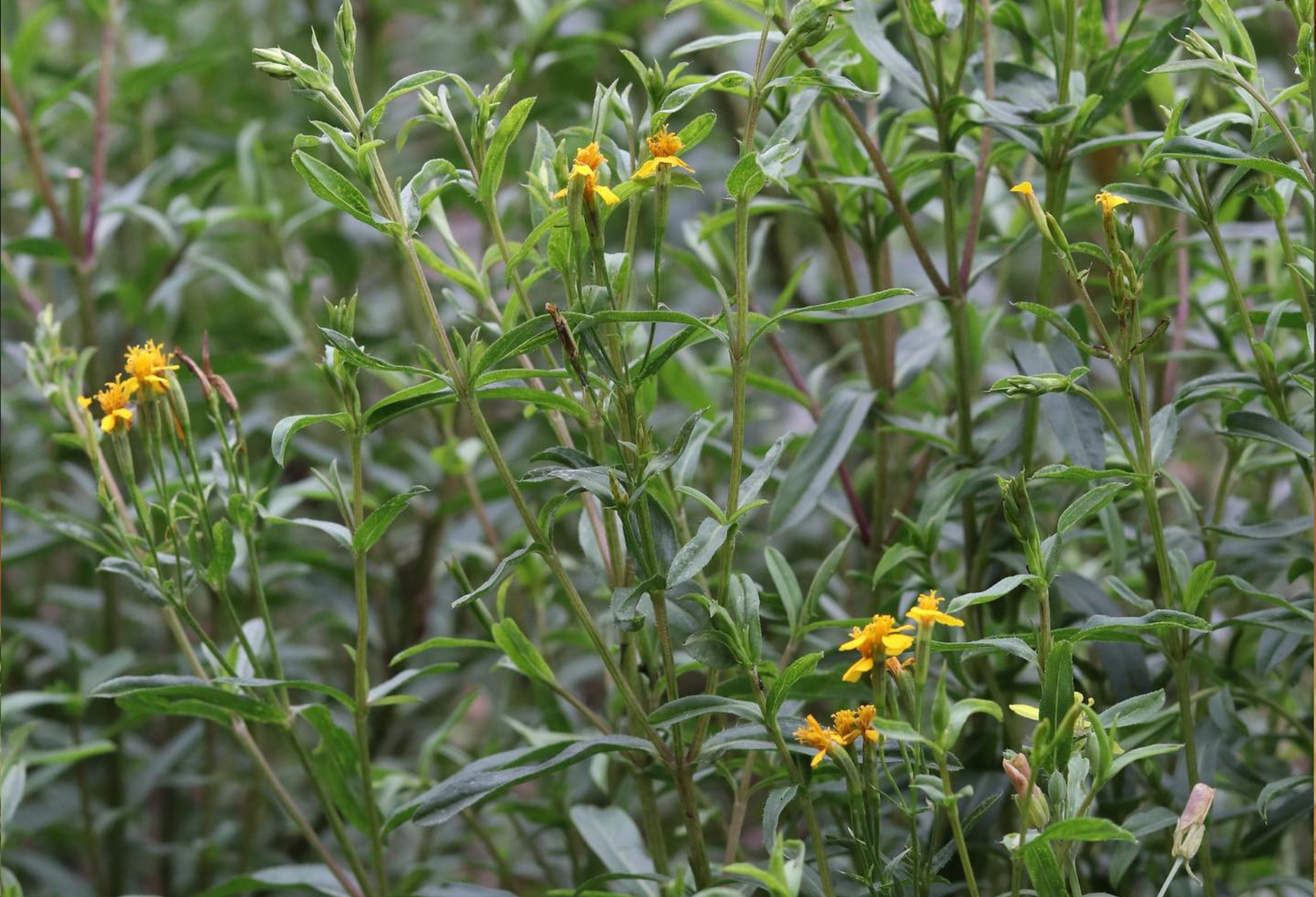 Guatemala Mayan wisdom of healing