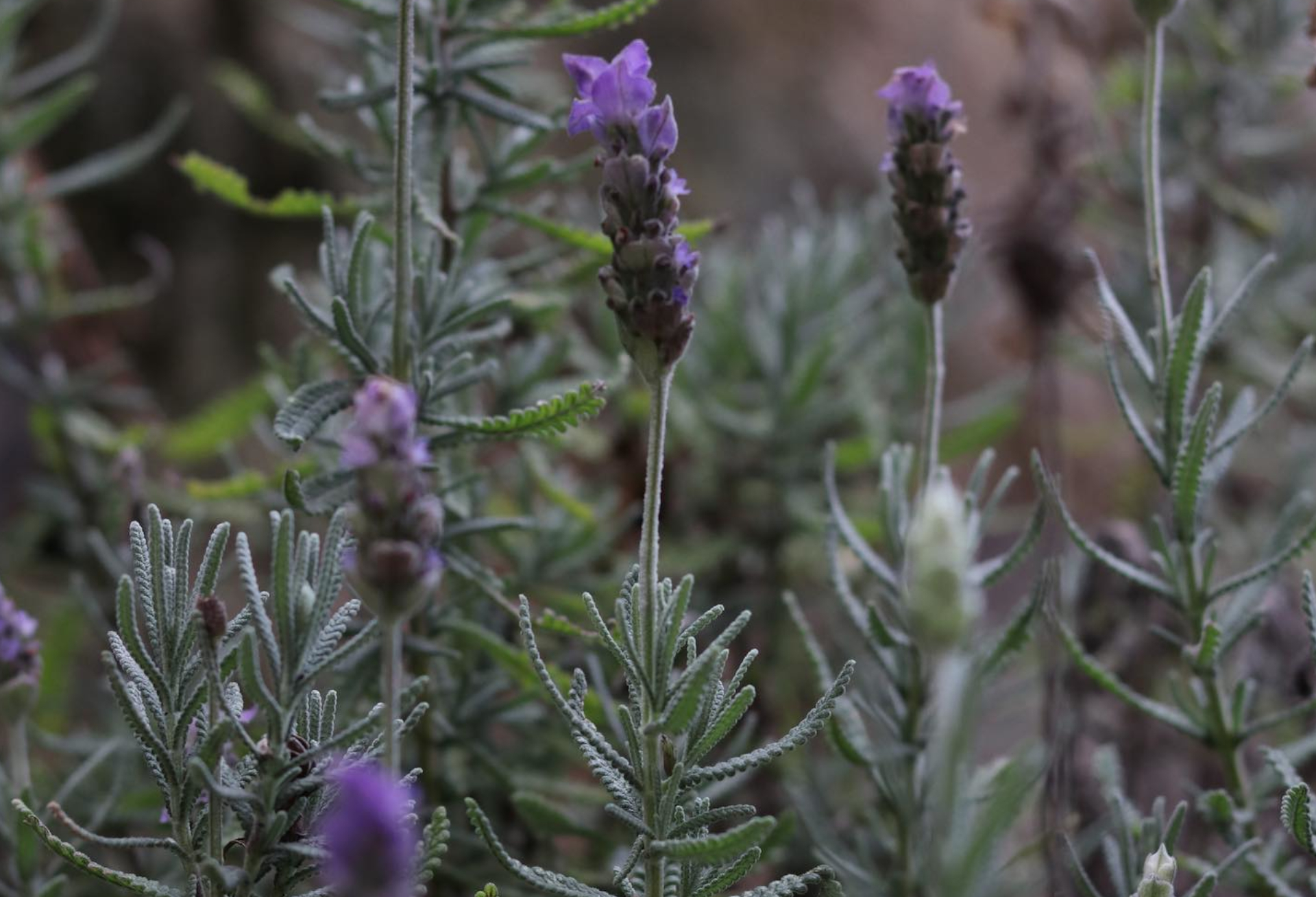 Lake Atitlan Mayan Traditions
